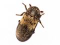 Dermestes lardarius
